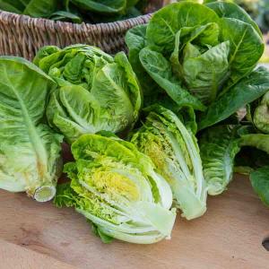 Laitue Sucrette (type Sucrine)